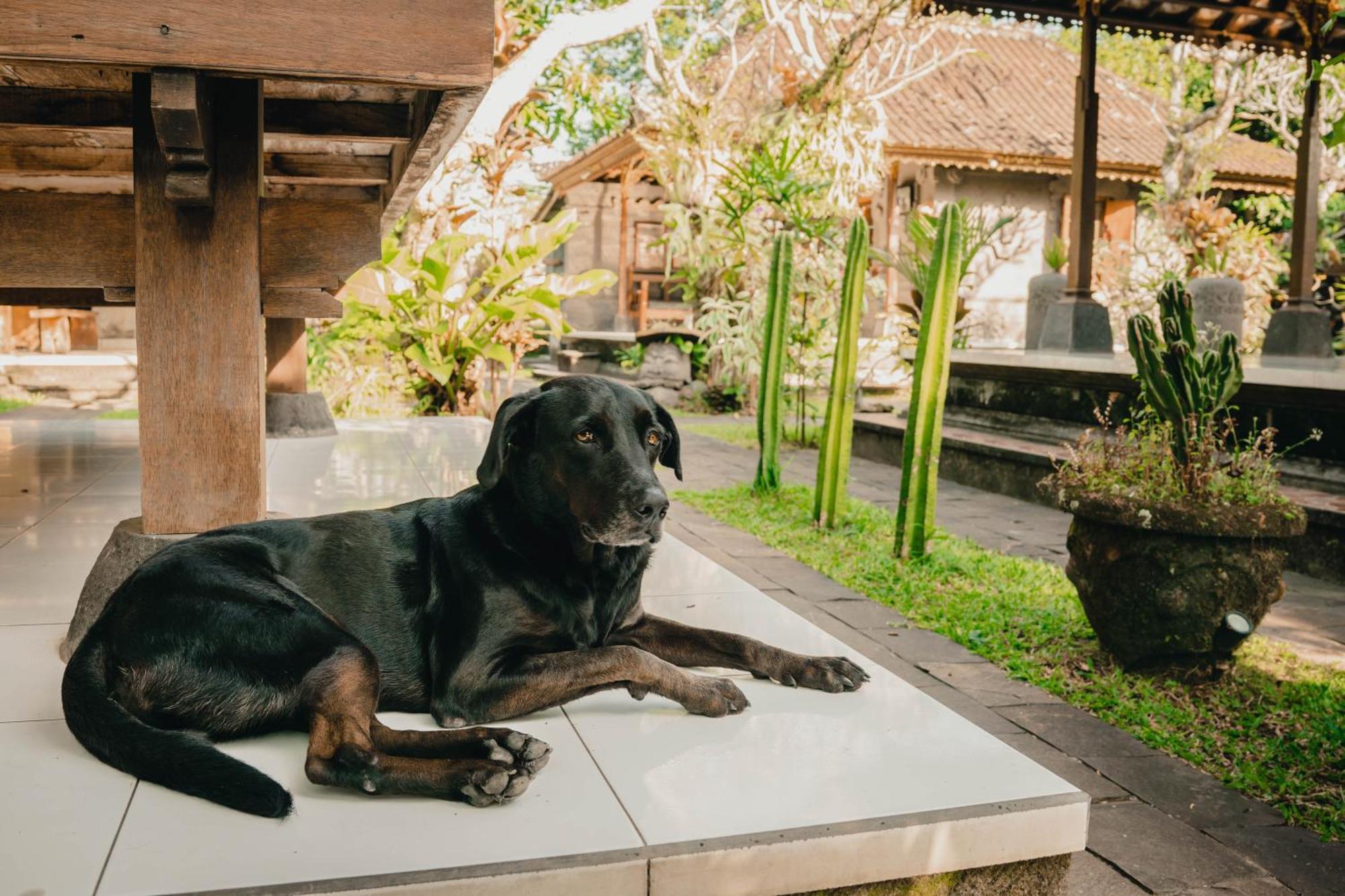 Bramasa Ubud Guest House المظهر الخارجي الصورة